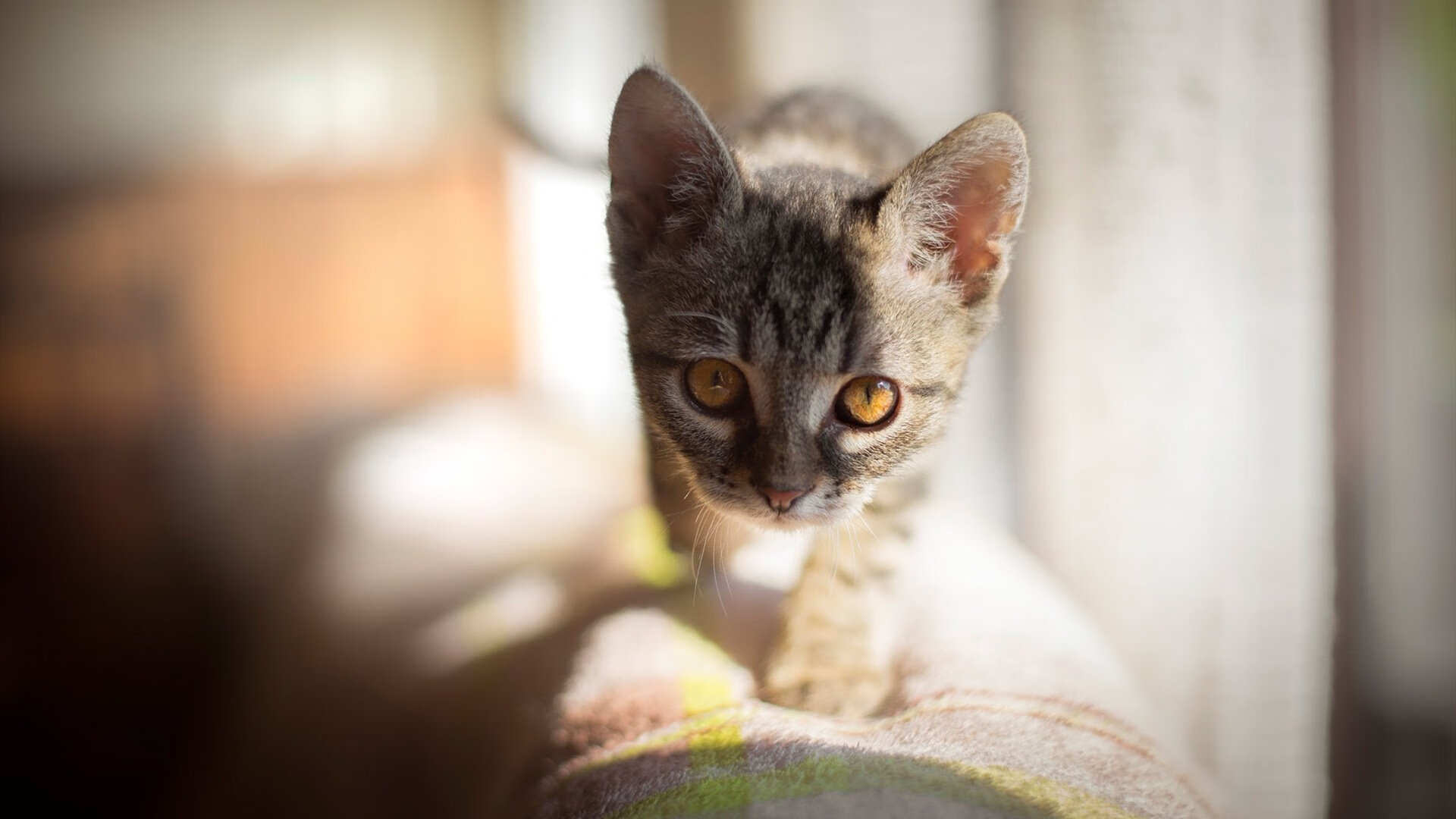 NBA球队战术创新及其对胜率的影响,nbaq战术推荐